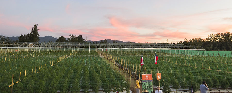 cannabis Chile
