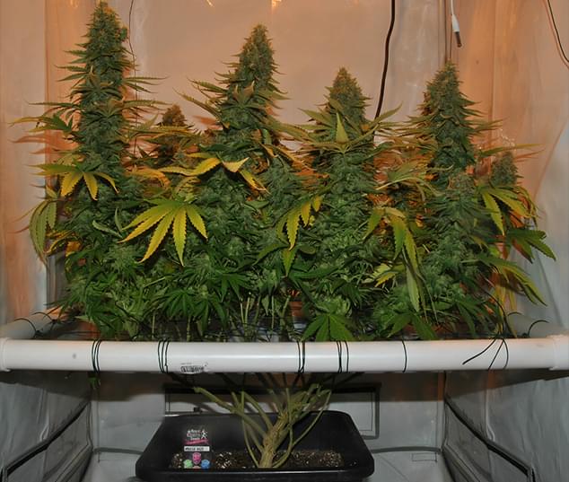 Amnesia Haze grown with the Screen Of Green Methode Scrog