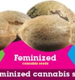 Acquista Semi di Cannabis Femminizzati