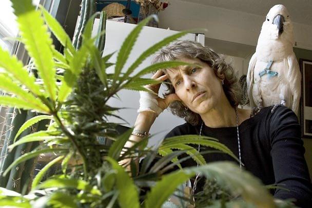 Uso medico della cannabis Uso medico della cannabis