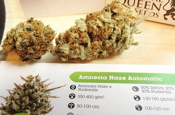 Amnesia Haze autoflowering Weed Buds