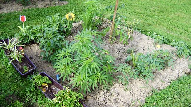 STRATEGIE DI MIMETIZZAZIONE cannabis