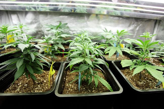 cannabis PRE-VEGETAZIONE INDOOR