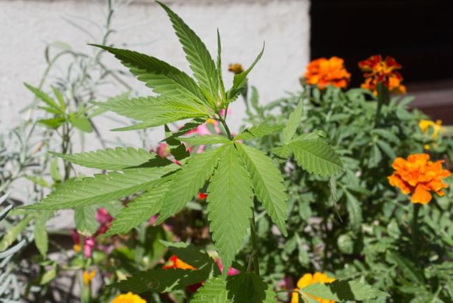 cannabis giardino 