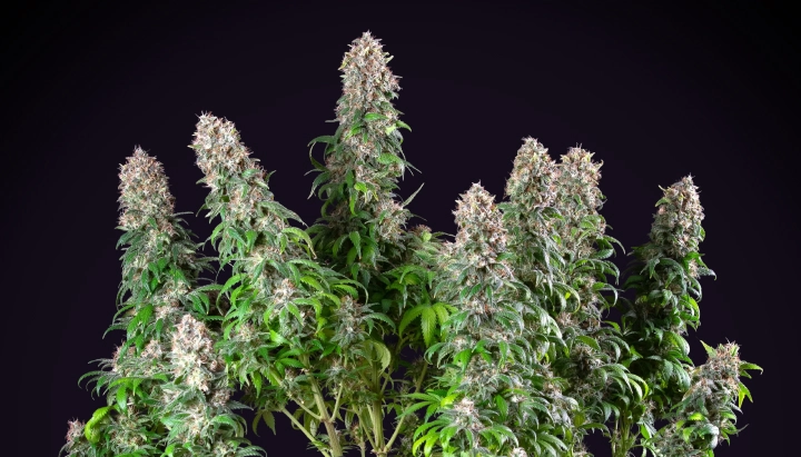 Pianta di cannabis Blue Mystic con cole dense e resinose, crescita in fioritura compatta, fogliame verde e sfondo da studio scuro.