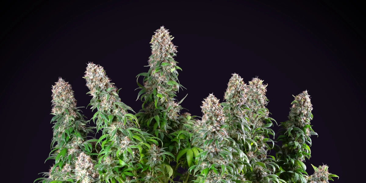Pianta di cannabis Blue Mystic con cole dense e resinose, crescita in fioritura compatta, fogliame verde e sfondo da studio scuro.