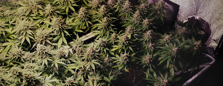 Blue Cheese Blue Cheese