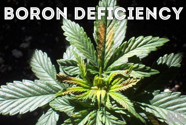 Boro marijuana