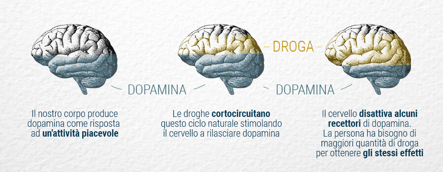 La Dopamina E Il Cervello La Dopamina E Il Cervello
