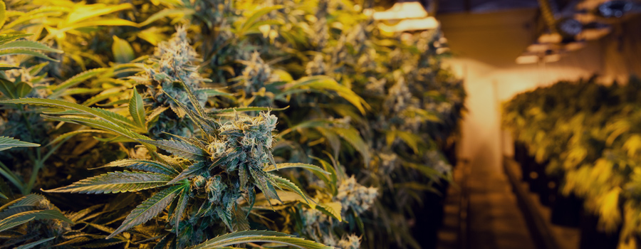 Coltivazione interna di cannabis