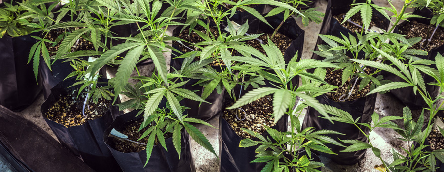 Ricerca di cannabis di governo di Israele