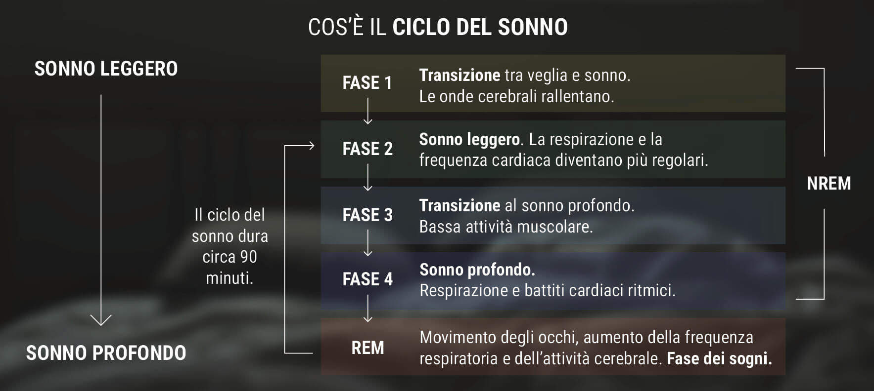 Cos'è il Ciclo del Sonno?