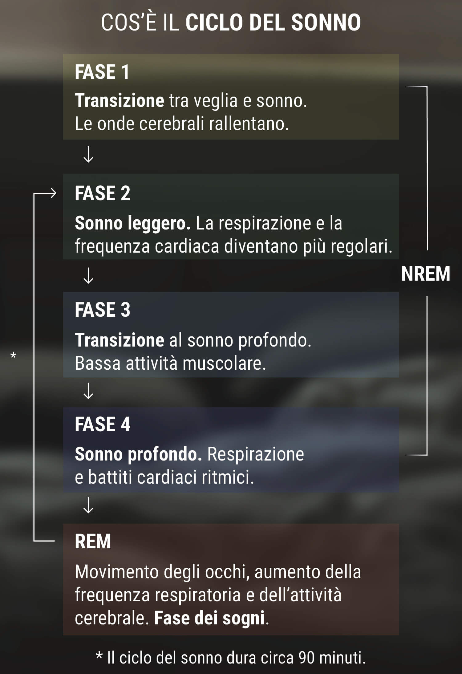 Cos'è il Ciclo del Sonno?