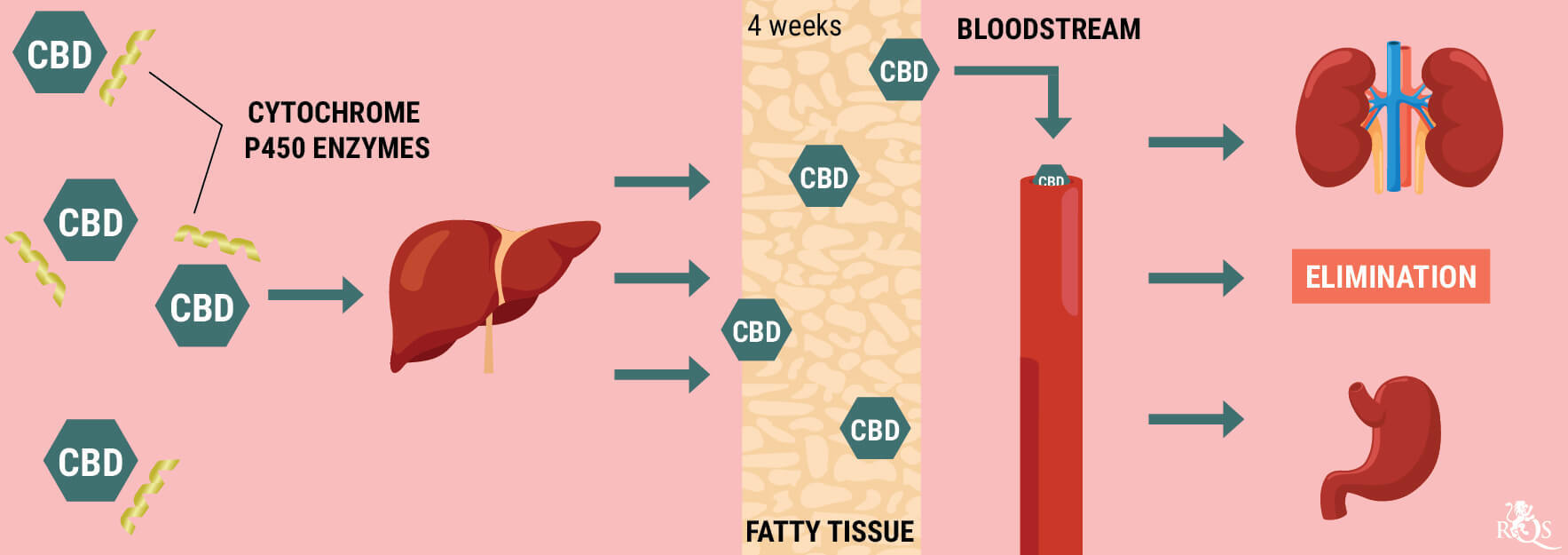 In che Modo Il Corpo Metabolizza il CBD? In che Modo Il Corpo Metabolizza il CBD?