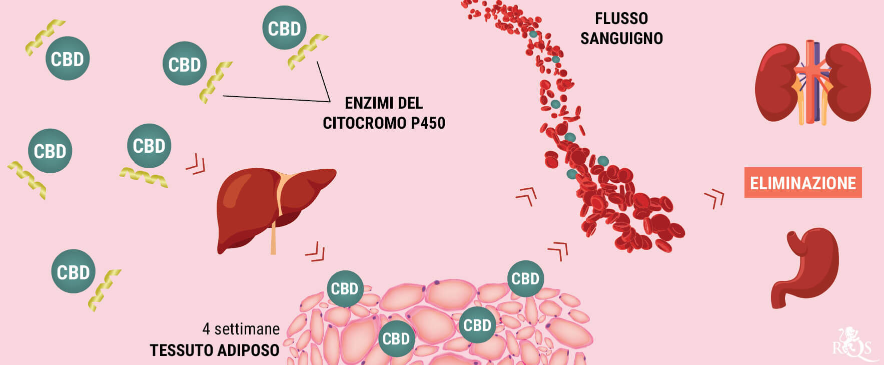 In che Modo Il Corpo Metabolizza il CBD? In che Modo Il Corpo Metabolizza il CBD?