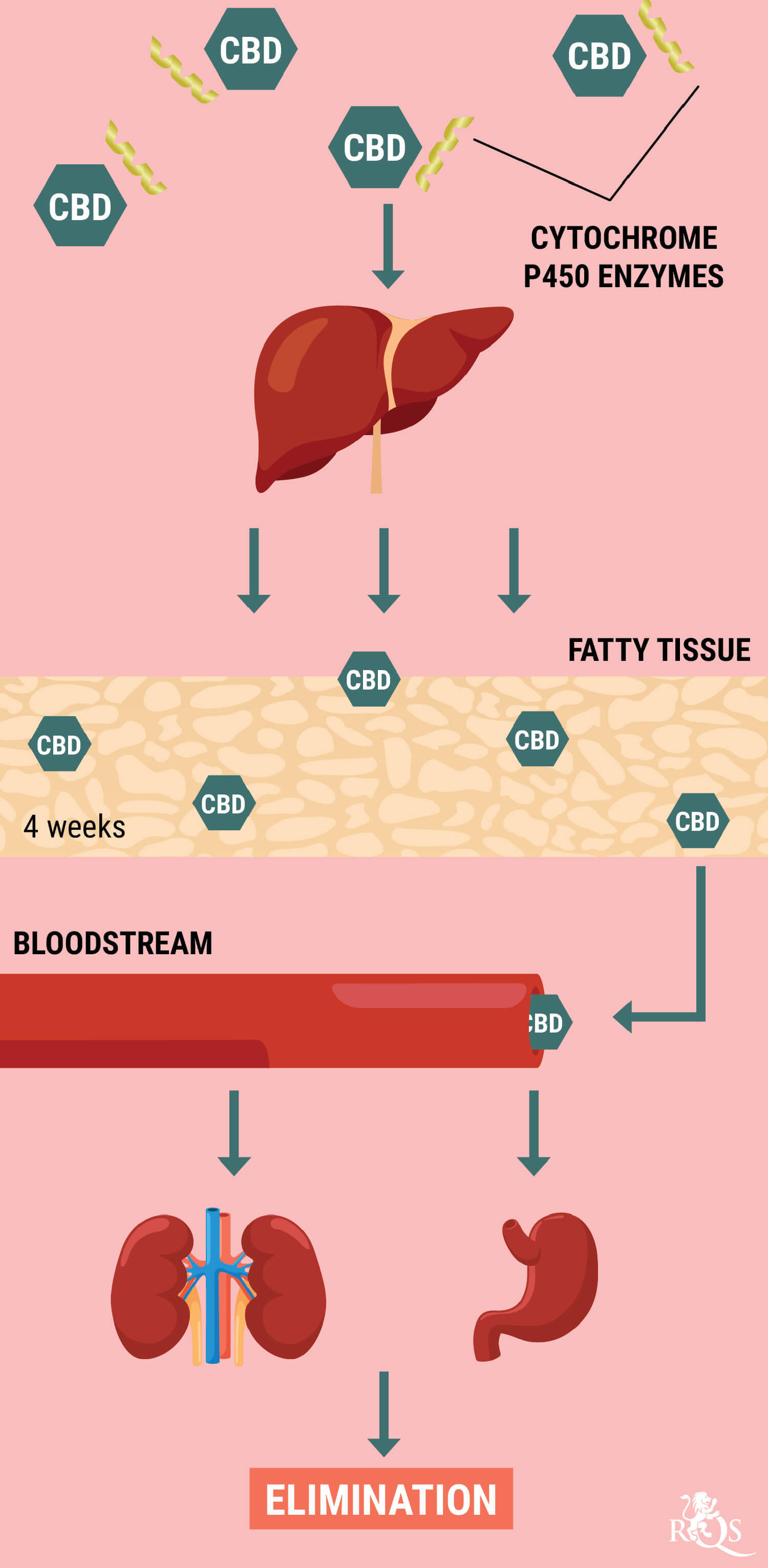 In che Modo Il Corpo Metabolizza il CBD? In che Modo Il Corpo Metabolizza il CBD?