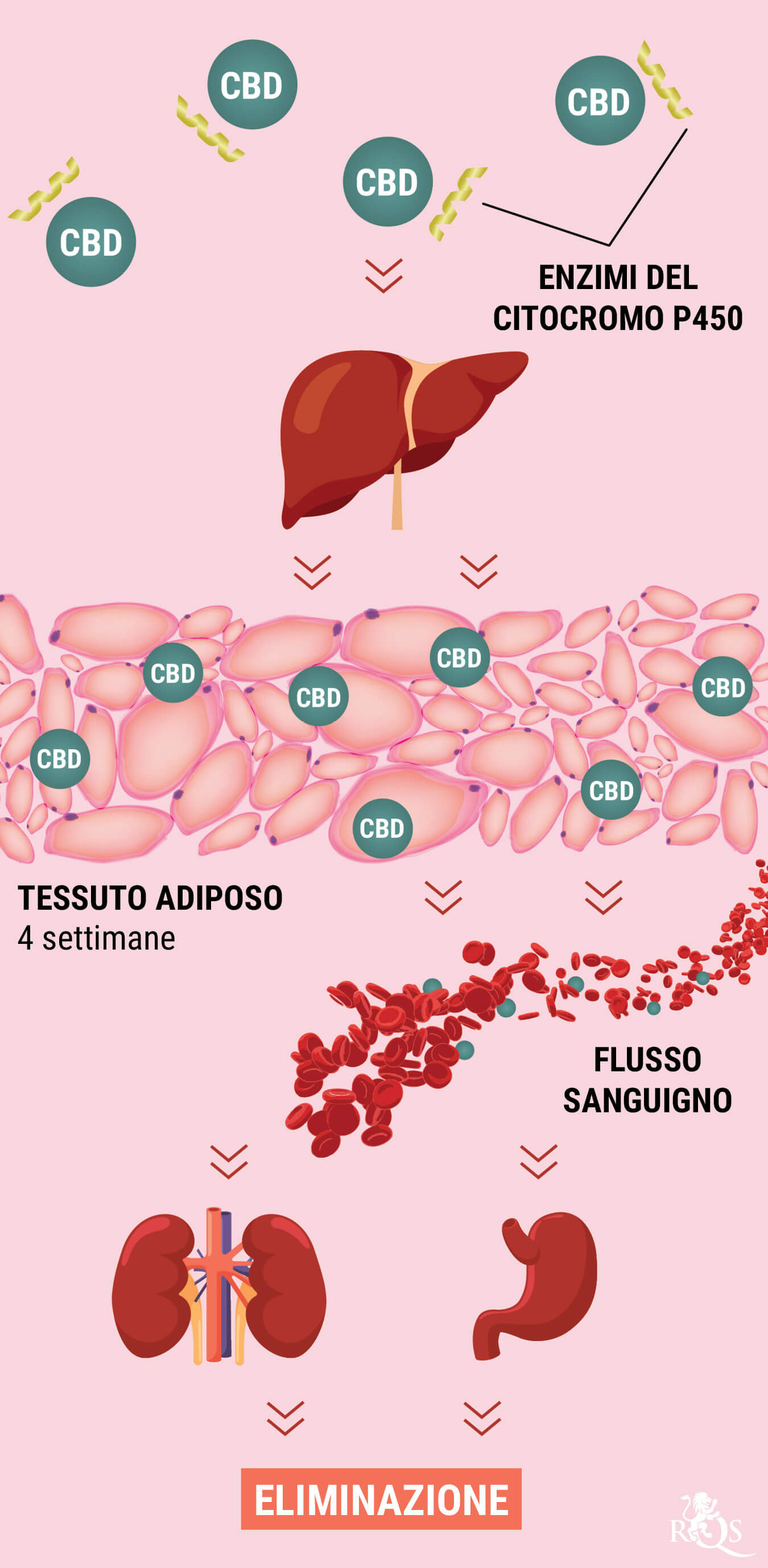 In che Modo Il Corpo Metabolizza il CBD? In che Modo Il Corpo Metabolizza il CBD?