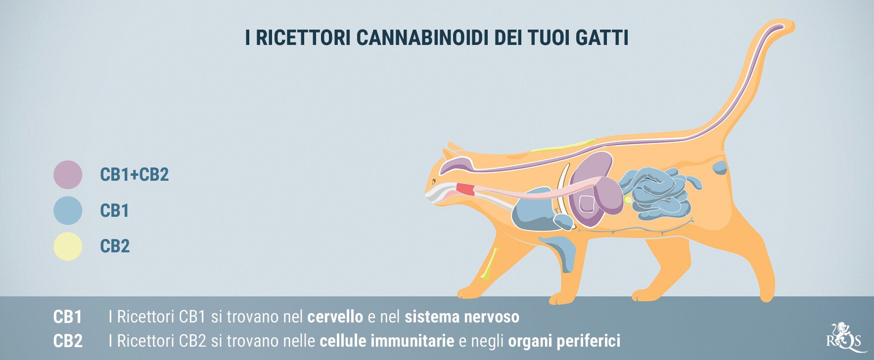 Come Funziona Il CBD Per I Gatti?