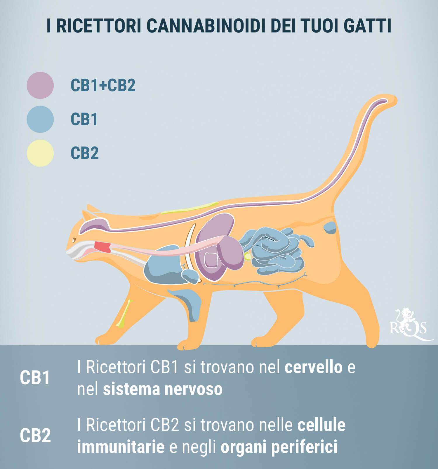 Come Funziona Il CBD Per I Gatti?