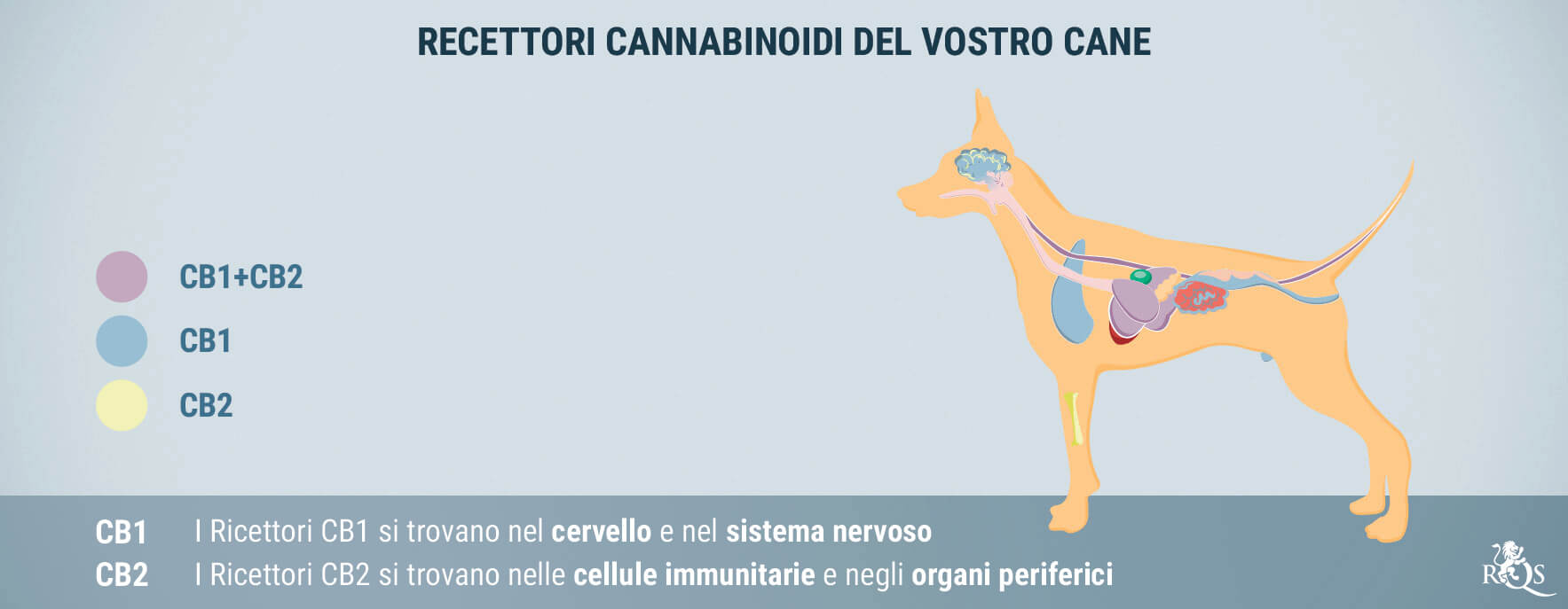 CBD per Cani: Cosa Abbiamo Scoperto Finora