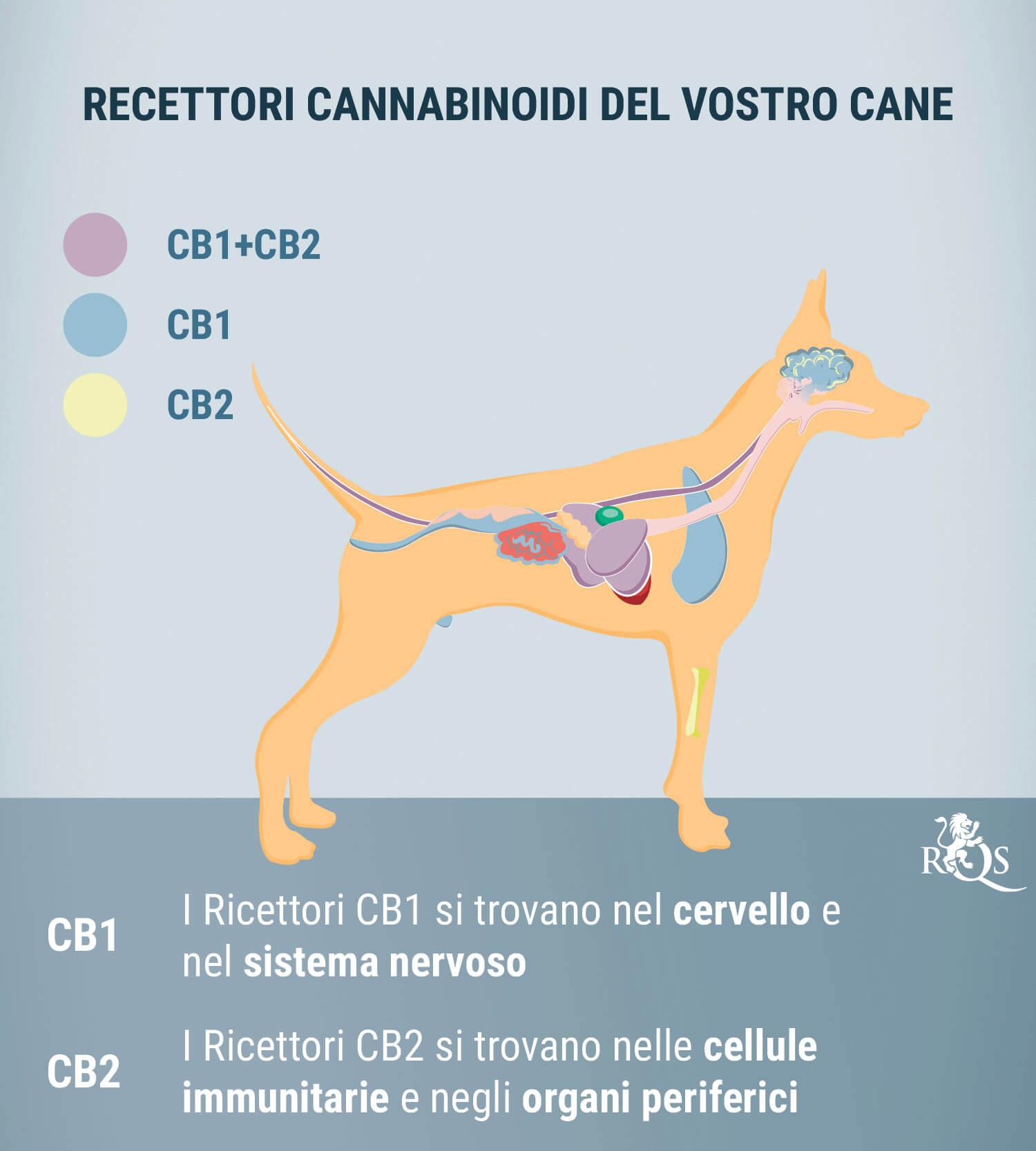 CBD per Cani: Cosa Abbiamo Scoperto Finora