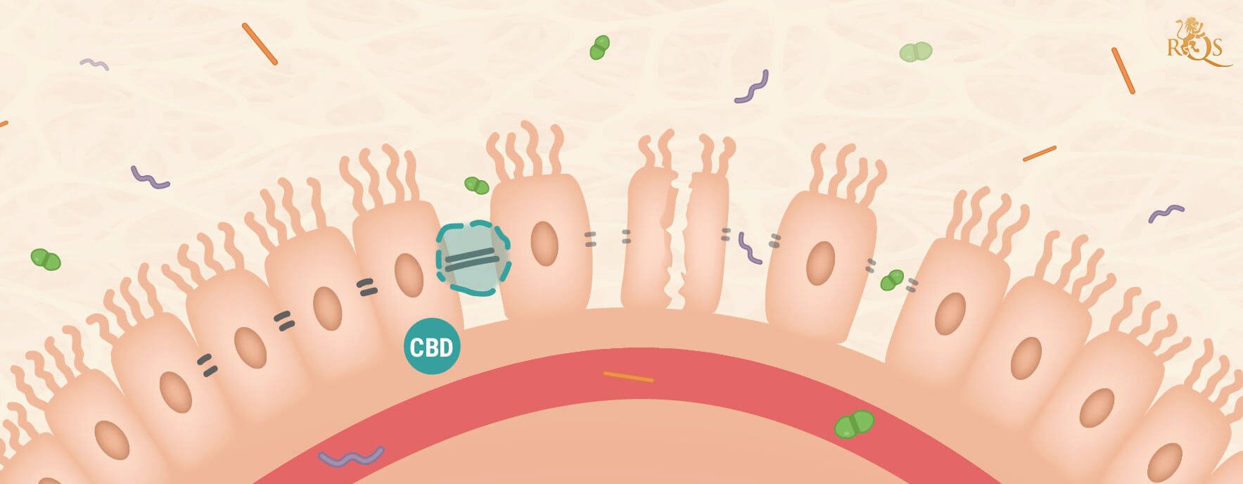 CBD e Permeabilità Intestinale