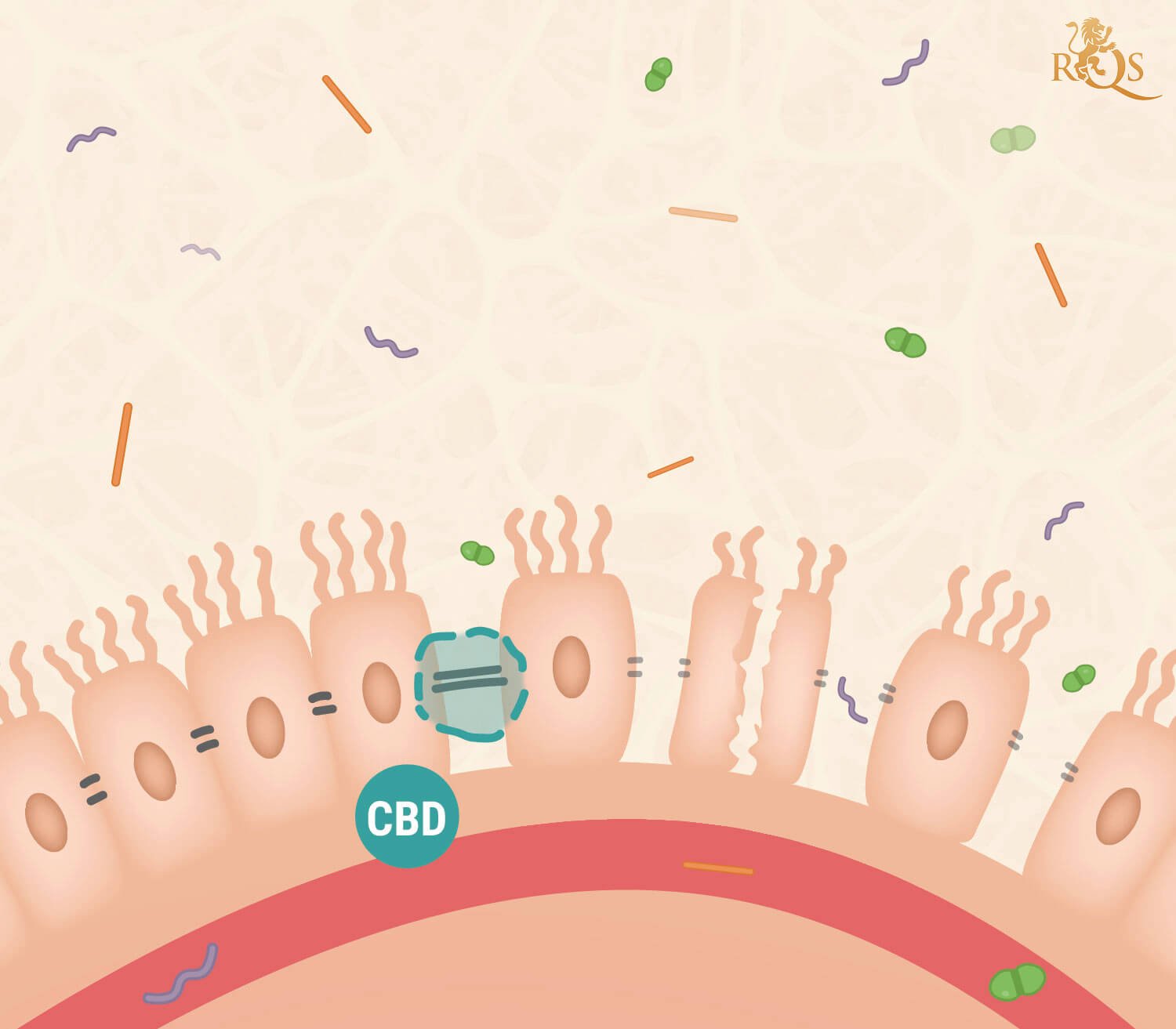 CBD e Permeabilità Intestinale