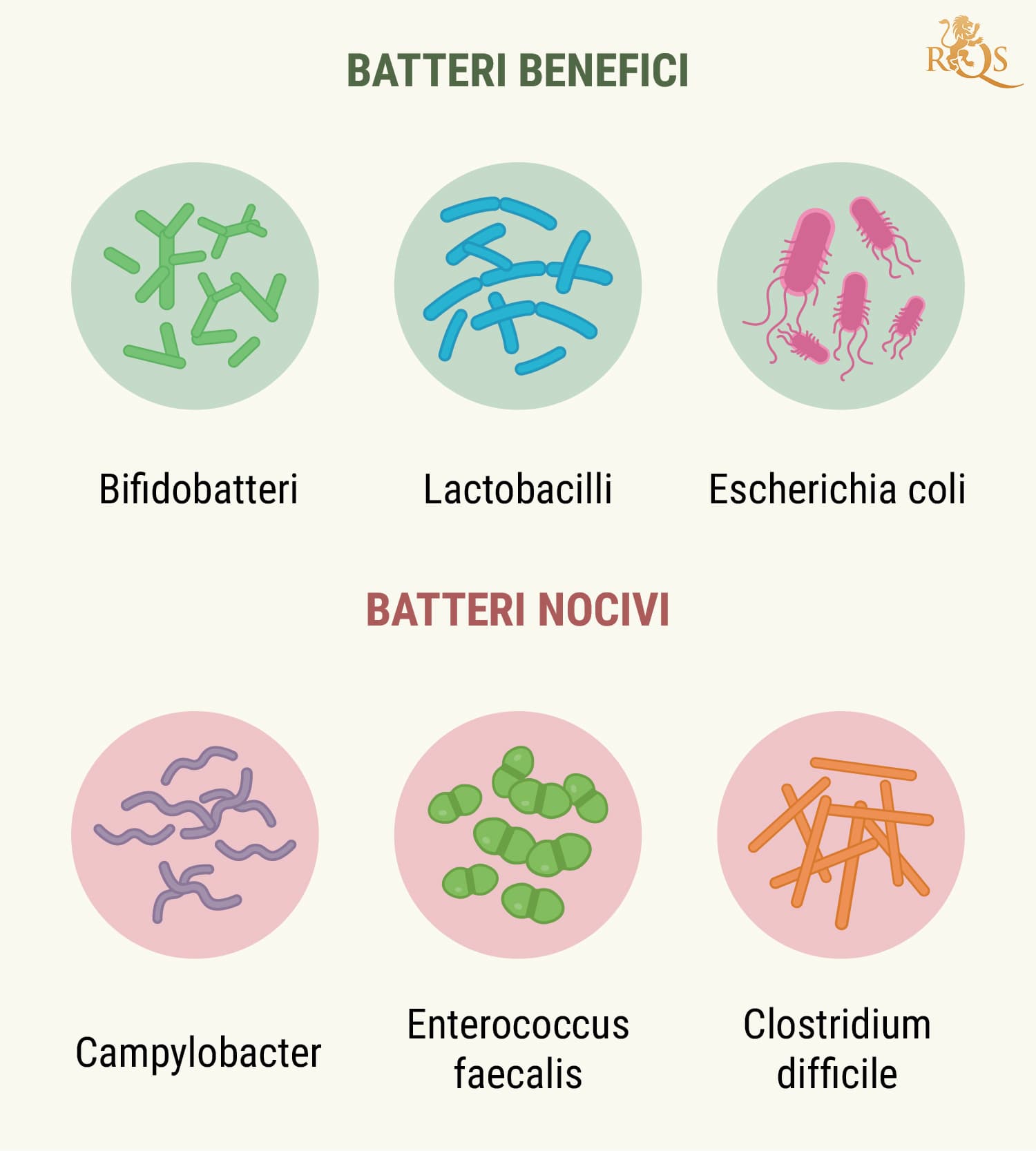 How Your Digestive System Works