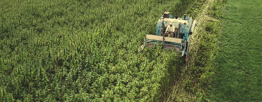 La molecola si trova sia nelle cultivar di cannabis ad alto contenuto di CBD La molecola si trova sia nelle cultivar di cannabis ad alto contenuto di CBD