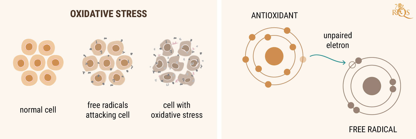 L'OLIO DI CBD COME ANTIOSSIDANTE L'OLIO DI CBD COME ANTIOSSIDANTE
