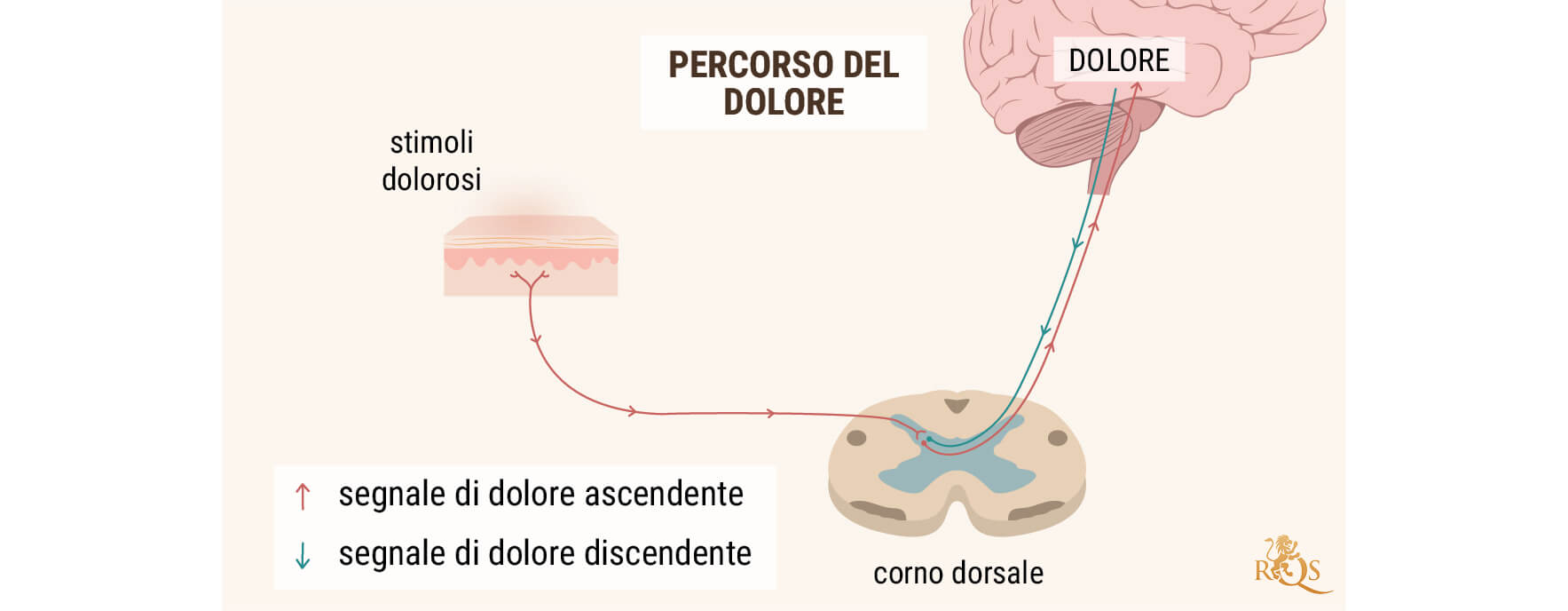 L'OLIO DI CBD PER IL DOLORE