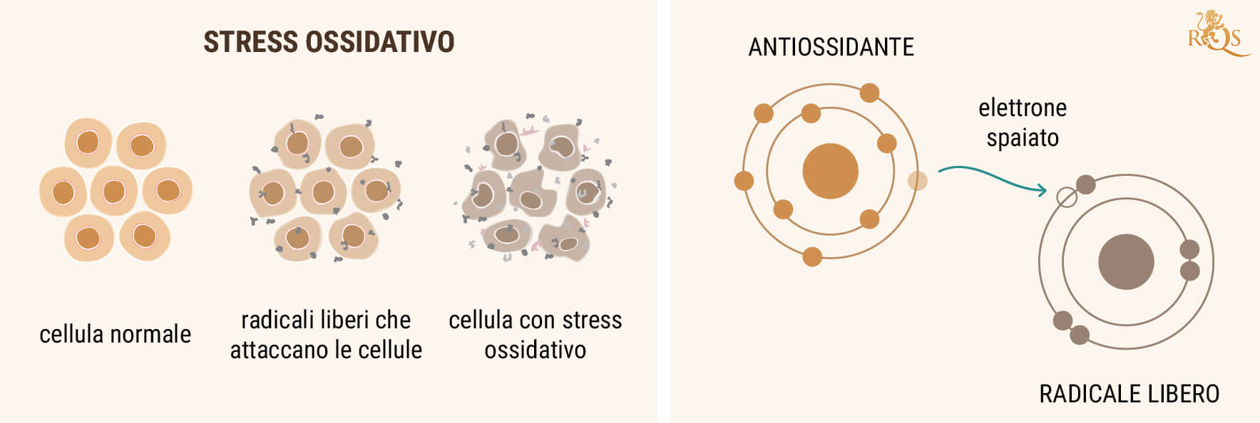 L'OLIO DI CBD COME ANTIOSSIDANTE