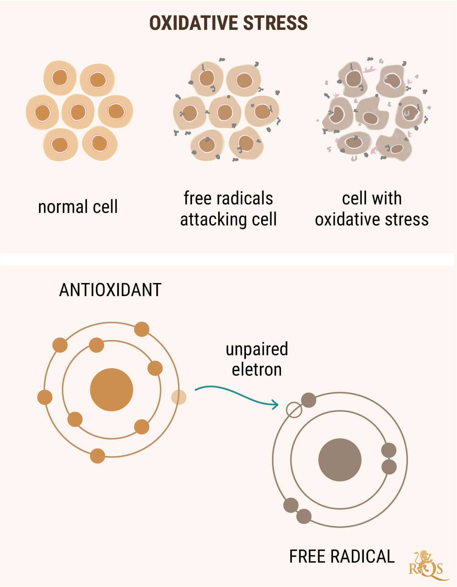 L'OLIO DI CBD COME ANTIOSSIDANTE L'OLIO DI CBD COME ANTIOSSIDANTE