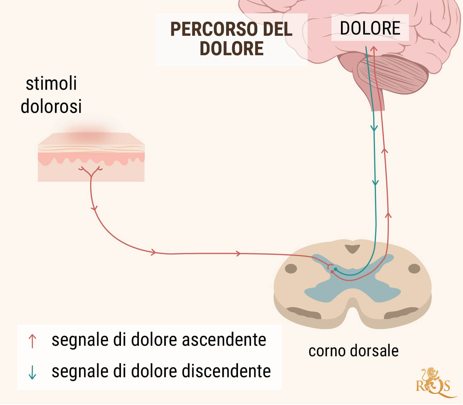 L'OLIO DI CBD PER IL DOLORE