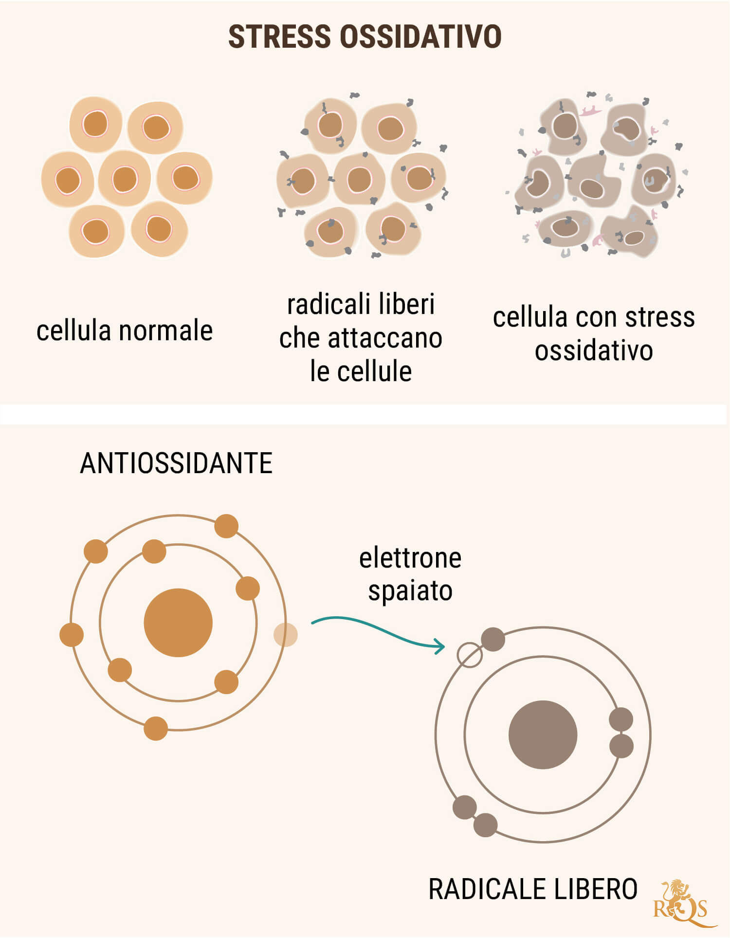 L'OLIO DI CBD COME ANTIOSSIDANTE