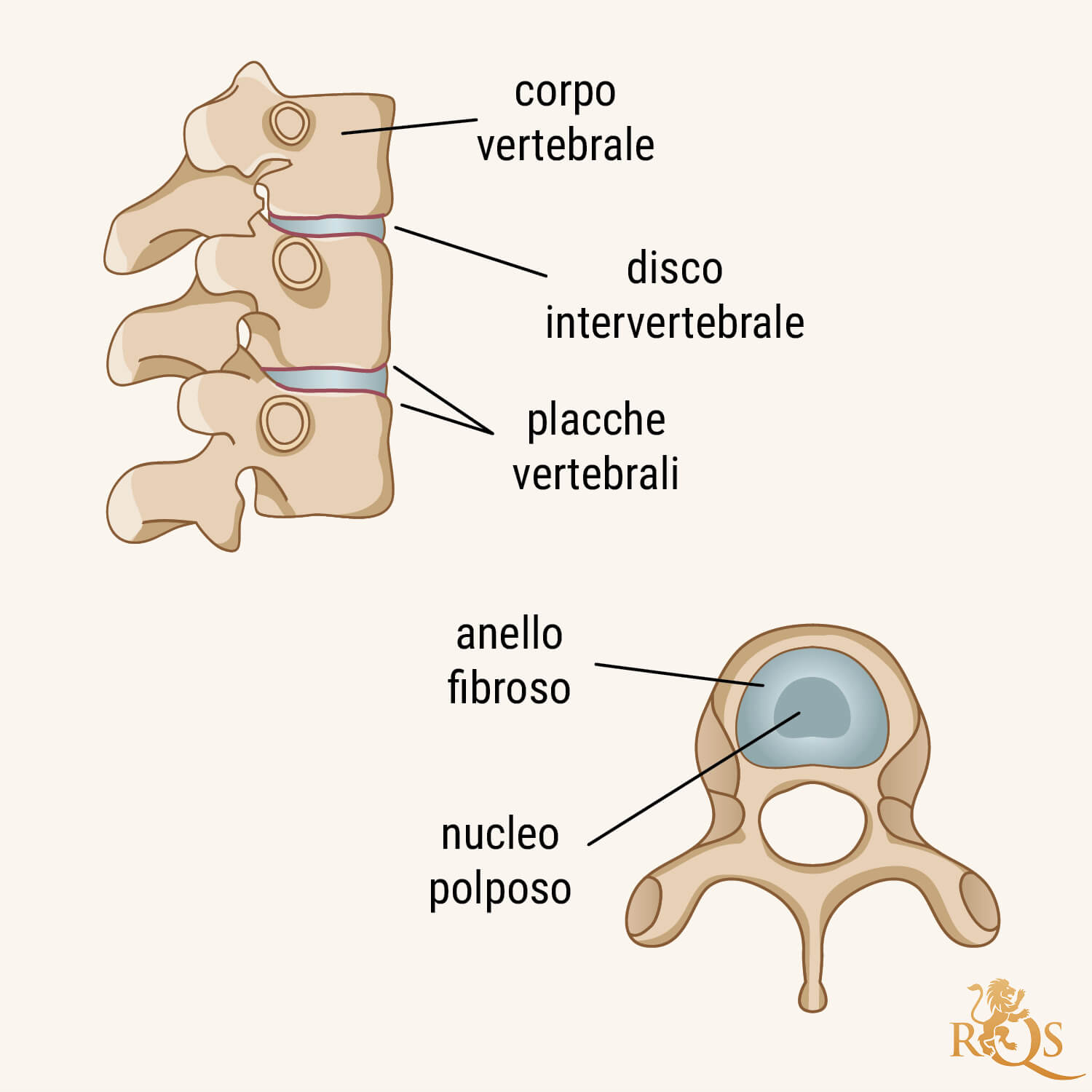 Dischi Intervertebrali: Descrizione Anatomica
