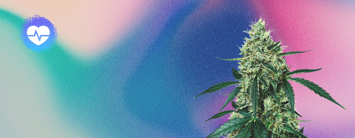 Nuove varietà di cannabis di CBD del 2022