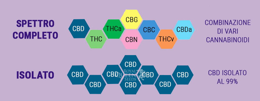 CBD a Spettro Completo Vs. CBD Isolato CBD a Spettro Completo Vs. CBD Isolato