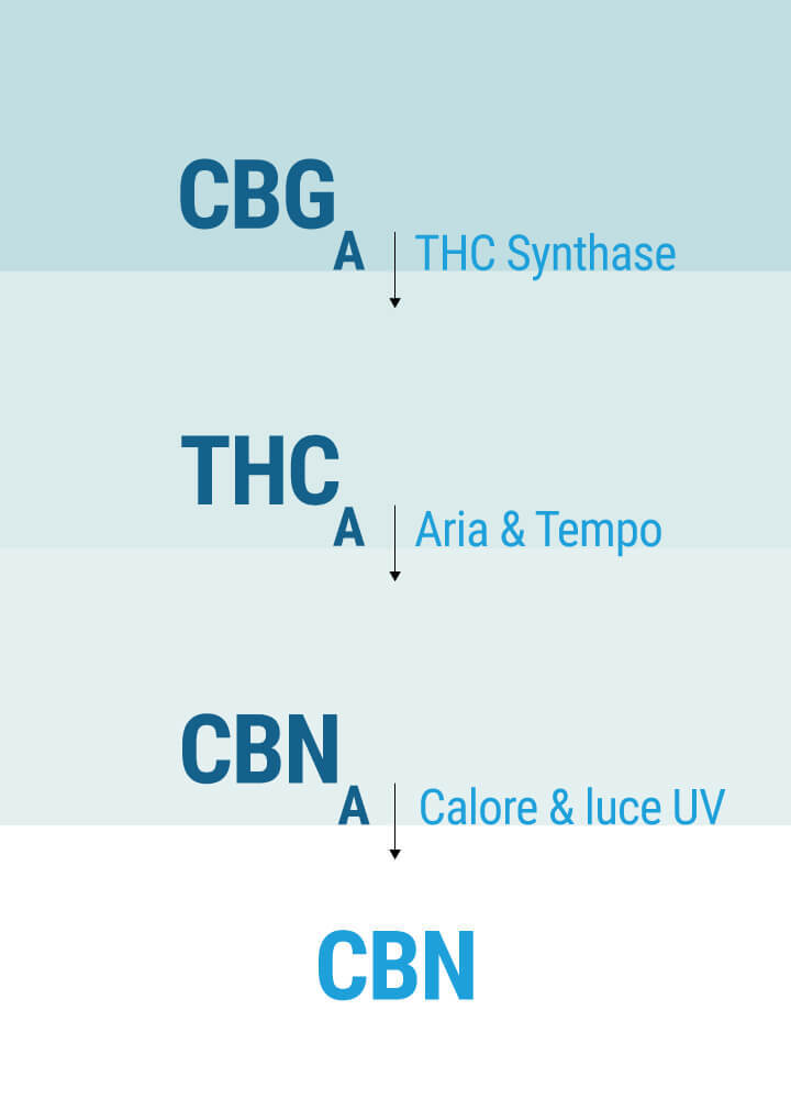 In Che Modo il CBN Influisce sul Nostro Corpo?