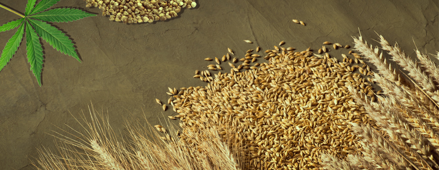 Semi di cannabis birra d'orzo