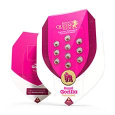 Acquista Royal Gorilla Acquista Royal Gorilla
