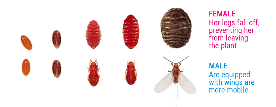 cocciniglia parassiti maschi e differenze di sesso femminile