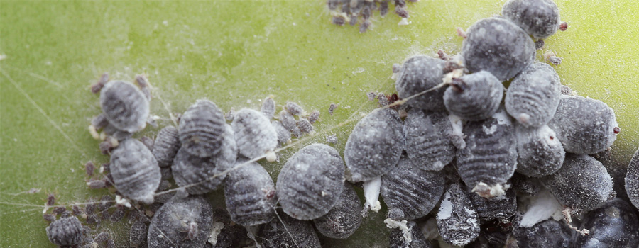 coccinelle cocciniglia prevenzione clima caldo piante infette cannabis