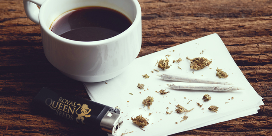 Semi del caffè WEED CANNABIS Royal Queen