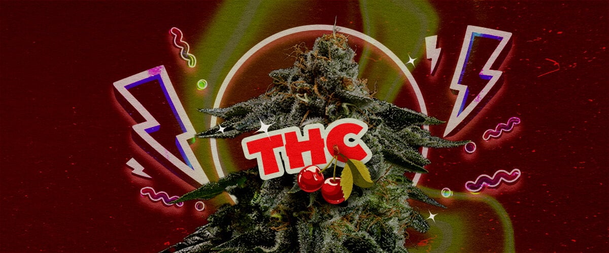 Livello di THC e Potenza della Cherry Pie Un'illustrazione di un bocciolo di cannabis con il testo in grassetto