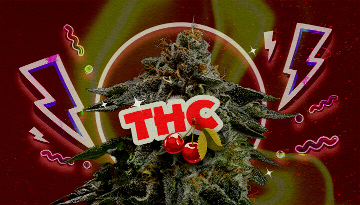 Livello di THC e Potenza della Cherry Pie Un'illustrazione di un bocciolo di cannabis con il testo in grassetto