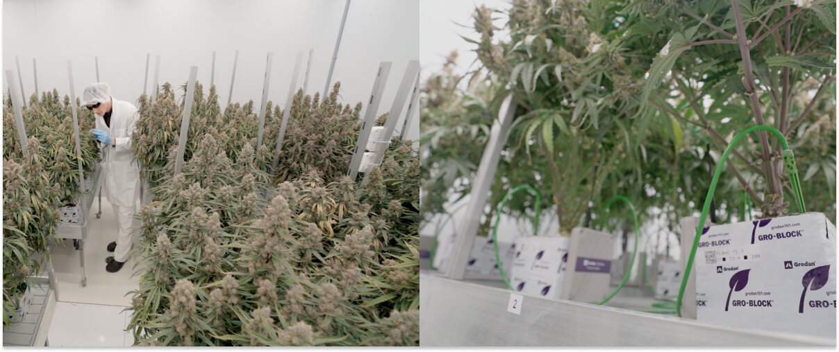 Prove di ricerca sulla cannabis presso il centro CRIC, con coltivazione controllata, monitoraggio e sistemi sperimentali