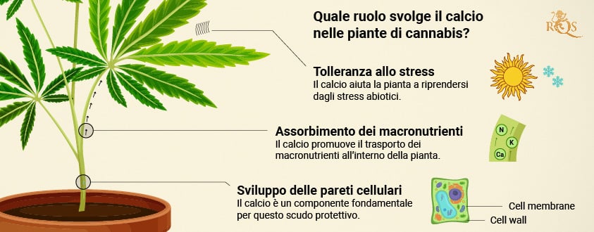 Calcium benefits for Cannabis plant