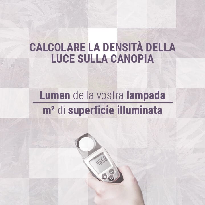 Calcolare-la-densità-della-luce-sulla-canopia della cannabis