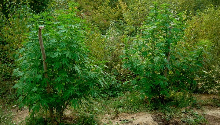 Camuffamento e Sicurezza per Coltura Guerrilla Due piante di cannabis camuffate tra alberi, arbusti e alte erbe in una foresta, con consigli su uso di copertura naturale, evitare sentieri, disperdere piante e mantenere basso profilo.